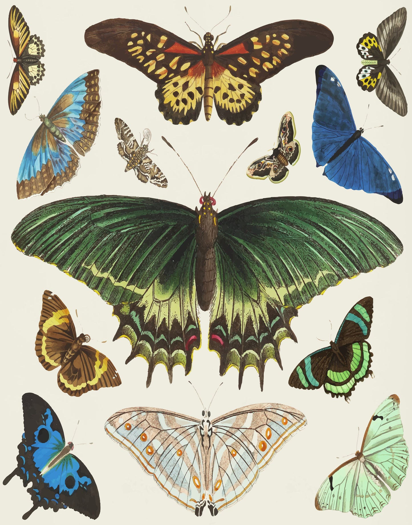 Vintage Butterfly Art DIGITAL PRINT, Trendy Download, French Insect Chart, Butterfly Illustration Wall Art, Biology Poster, Vintage decor