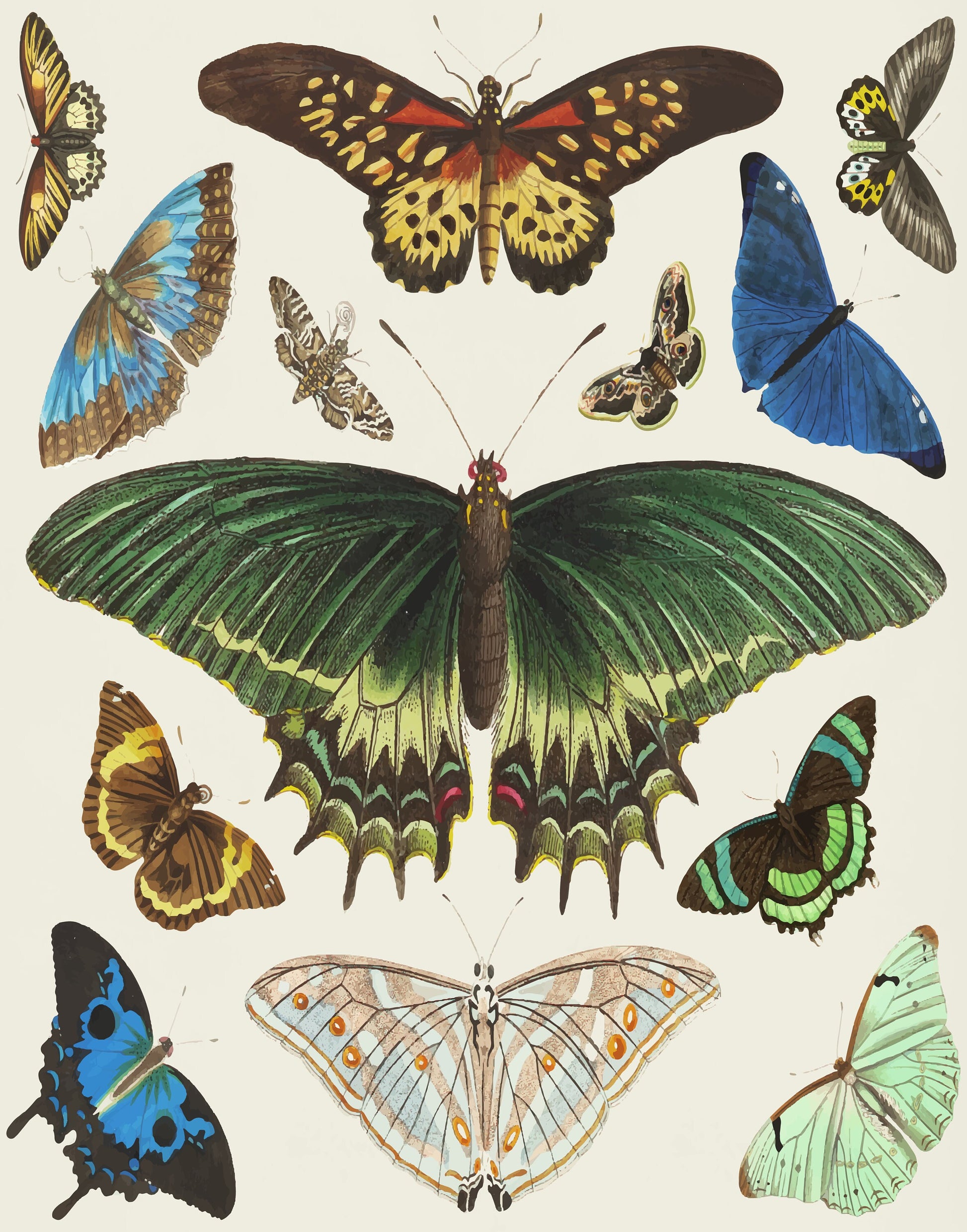 Vintage Butterfly Art DIGITAL PRINT, Trendy Download, French Insect Chart, Butterfly Illustration Wall Art, Biology Poster, Vintage decor