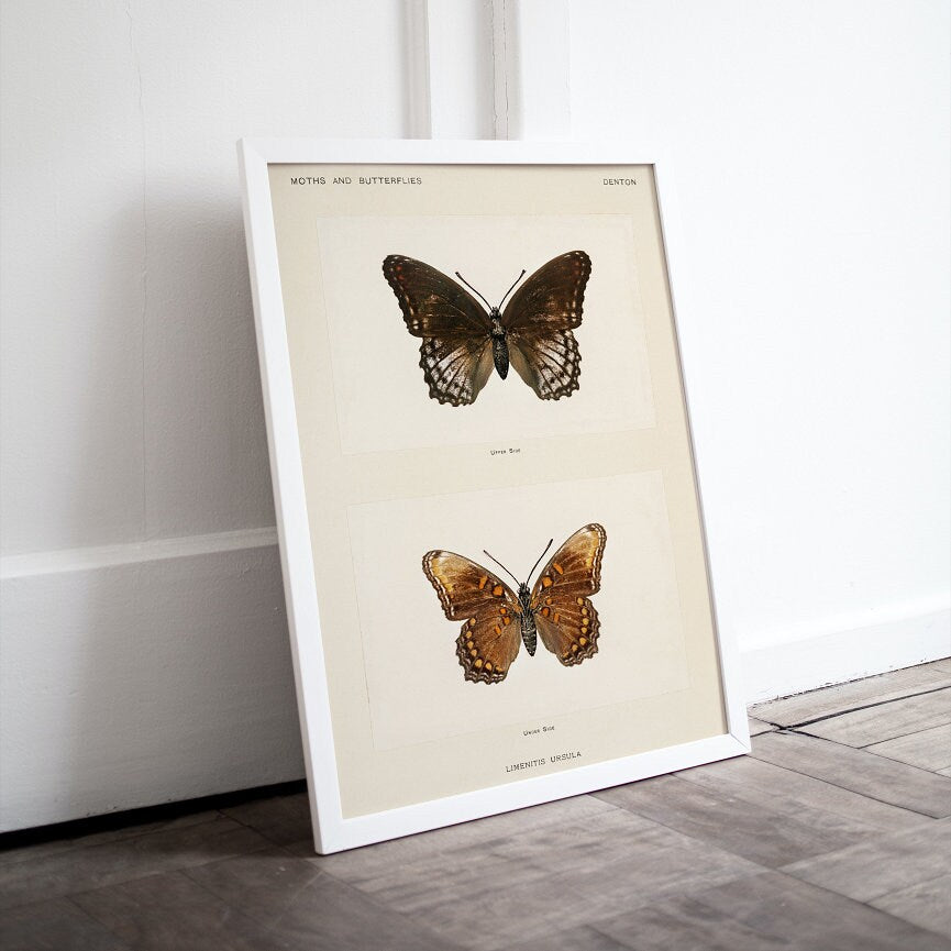 Vintage Butterfly Art Print Set of 3 DIGITAL PRINT, Insect art print, Butterfly Illustration Wall Art, Biology Poster, Vintage room decor