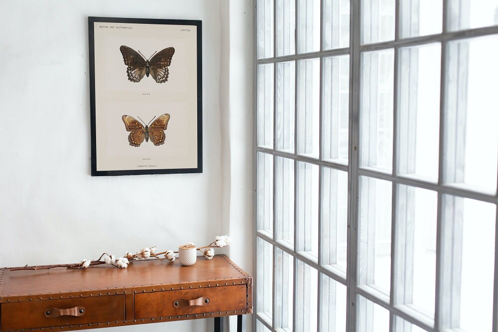 Vintage Butterfly Art Print Set of 3 DIGITAL PRINT, Insect art print, Butterfly Illustration Wall Art, Biology Poster, Vintage room decor