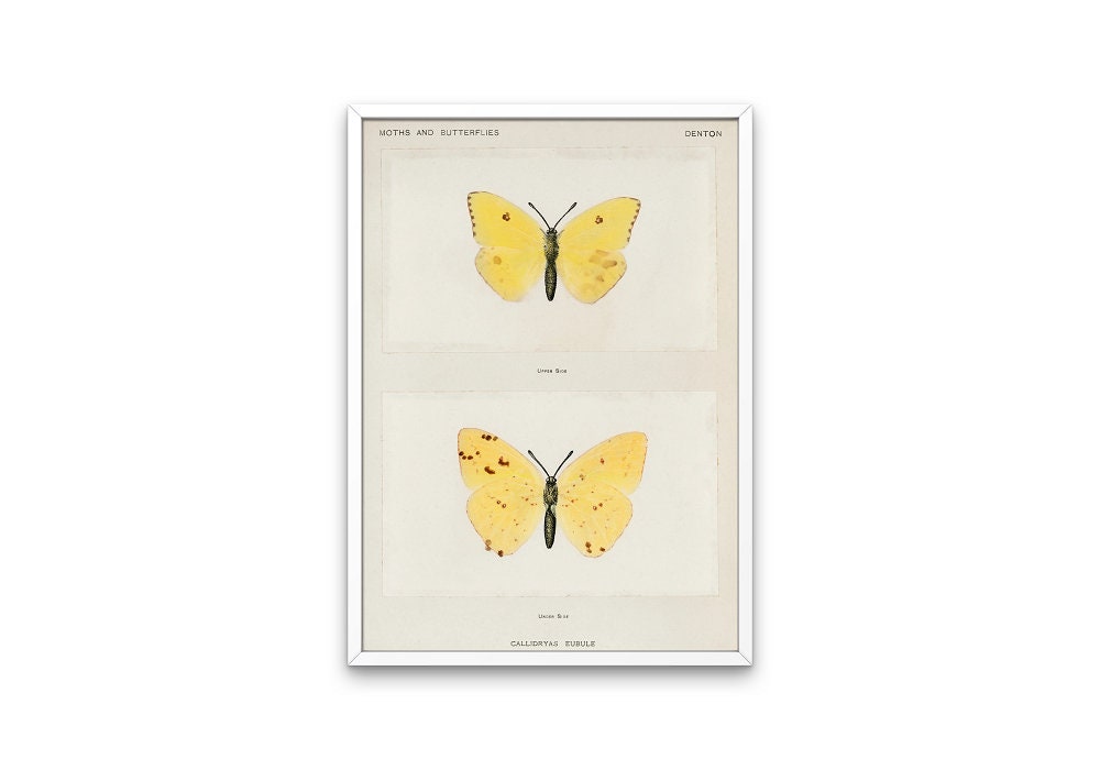 Vintage Butterfly Art Print Set of 3 DIGITAL PRINT, Insect art print, Butterfly Illustration Wall Art, Biology Poster, Vintage room decor