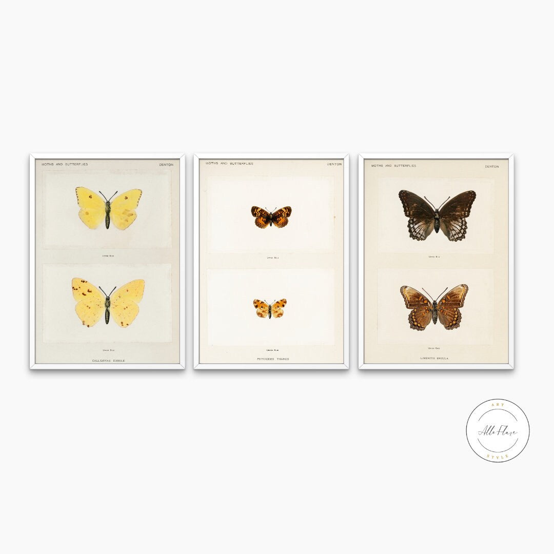 Vintage Butterfly Art Print Set of 3 DIGITAL ART PRINT, Insect art print, Butterfly Illustration Wall Art, Biology Poster, Vintage room decor | Posters, Prints, & Visual Artwork | art for bedroom, art ideas for bedroom walls, art printables, bathroom wall art printables, bathroom wall art vintage, bedroom art, bedroom pictures, bedroom wall art, bedroom wall art ideas, bedroom wall painting, botanica decor, botanical art print, botanical art prints, botanical bathroom decor, botanical bedroom decor, botanic