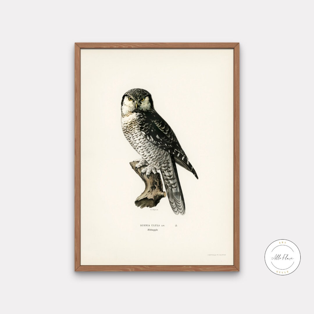 Vintage Burrowing Owl Print INSTANT DOWNLOAD, Minimalist Owl Poster, Black and White Owl Photography, Light academia print, Vintage decor