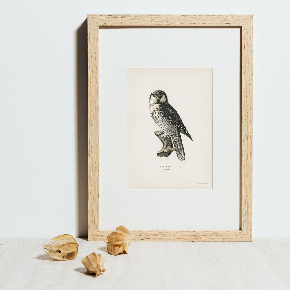 Vintage Burrowing Owl Print INSTANT DOWNLOAD, Minimalist Owl Poster, Black and White Owl Photography, Light academia print, Vintage decor