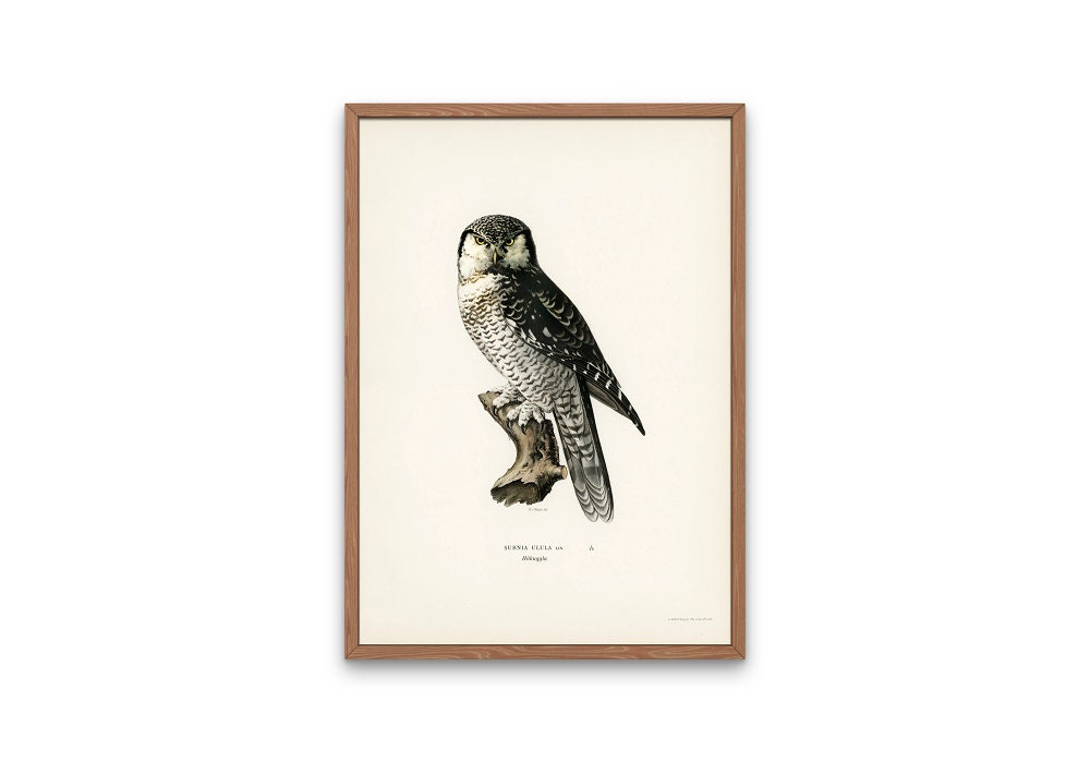 Vintage Burrowing Owl Print INSTANT DOWNLOAD, Minimalist Owl Poster, Black and White Owl Photography, Light academia print, Vintage decor