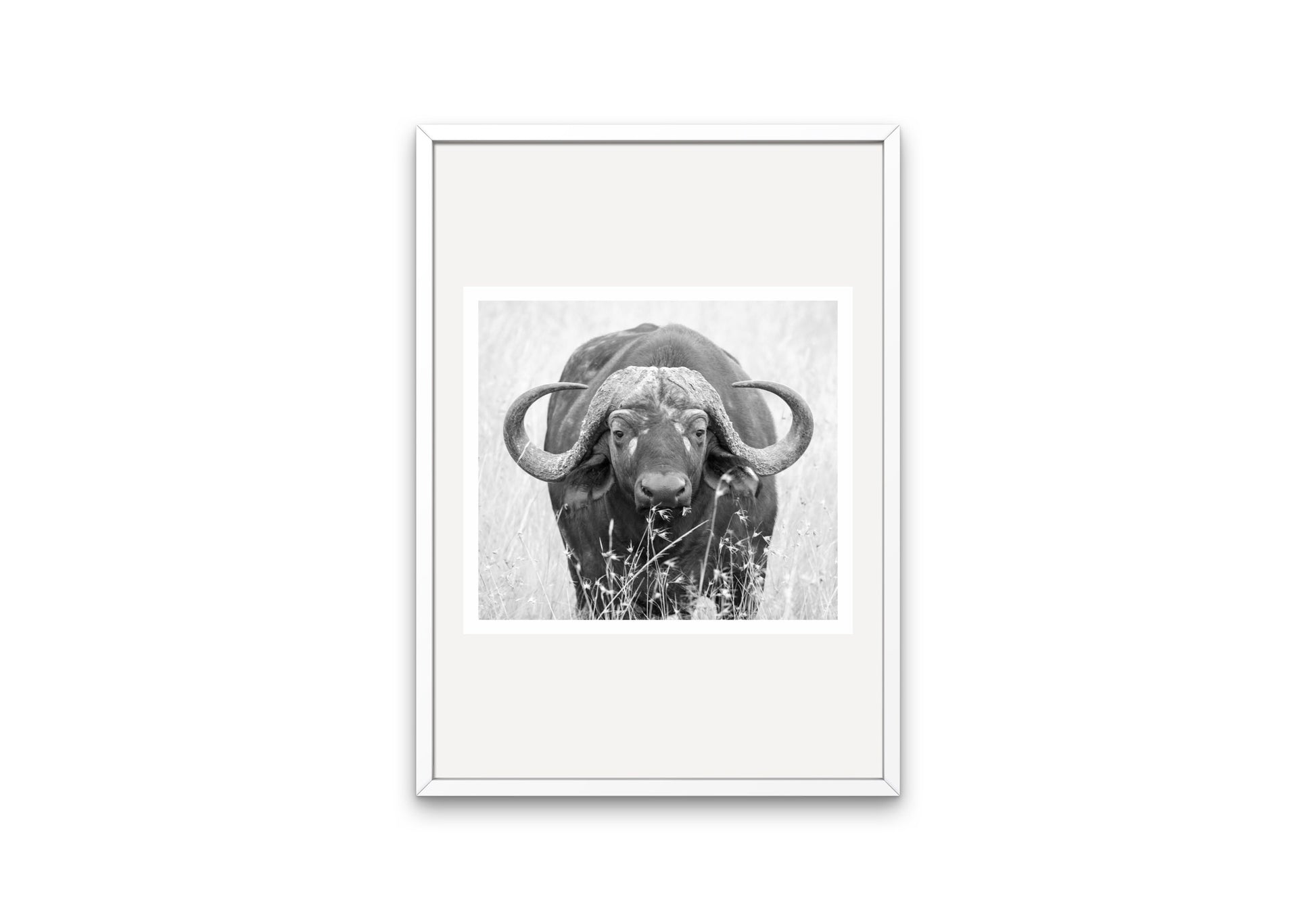 Buffalo Picture Black and White DIGITAL PRINT, American Rustic Country Art, Ranch Decor, Buffalo Photography, Country Animal Print, Western